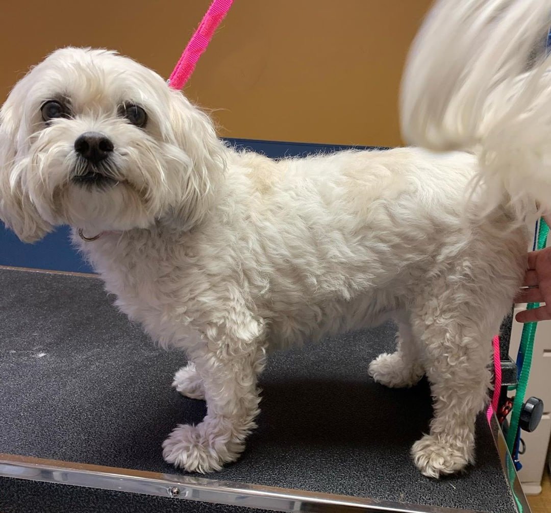 Mobile Grooming Vegas Gallery