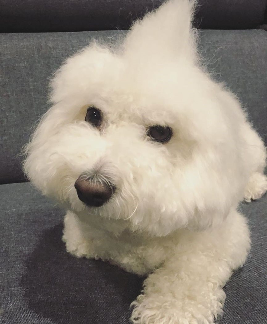 Mobile Grooming Vegas Gallery