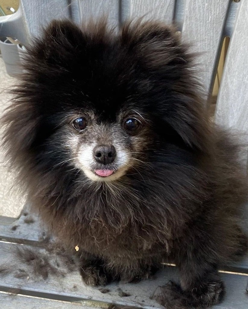 Mobile Grooming Vegas Gallery