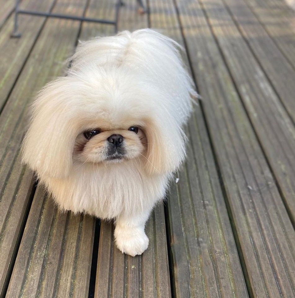 Mobile Grooming Vegas Gallery