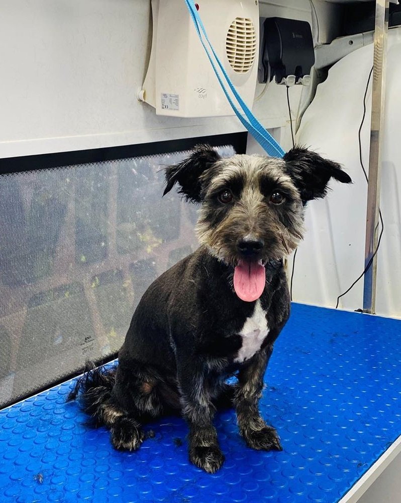 Mobile Grooming Vegas Gallery