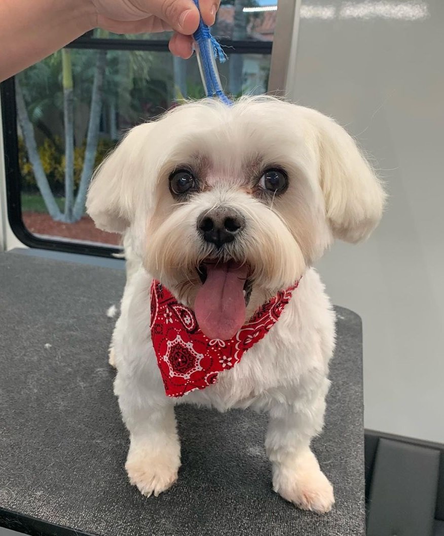 Mobile Grooming Vegas Gallery