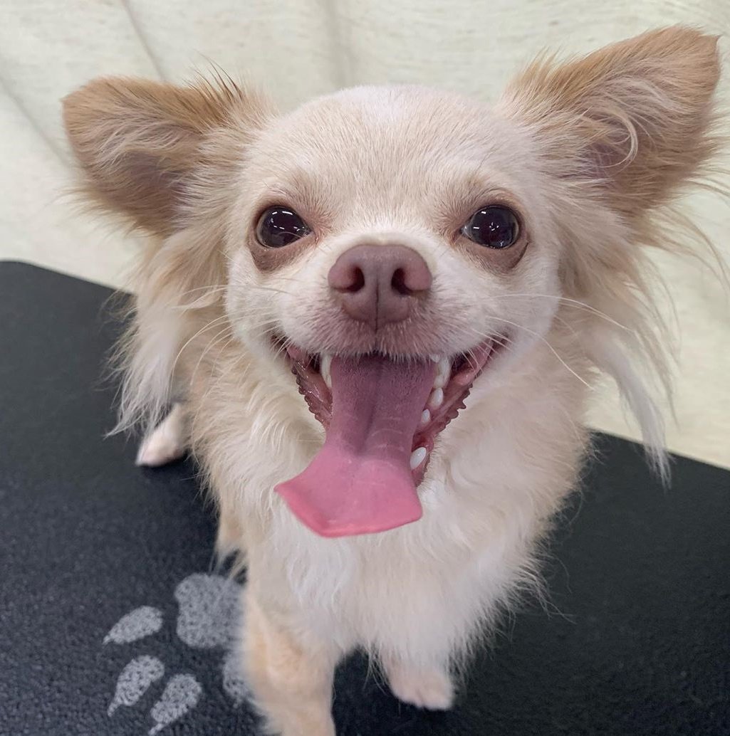 Mobile Grooming Vegas Gallery