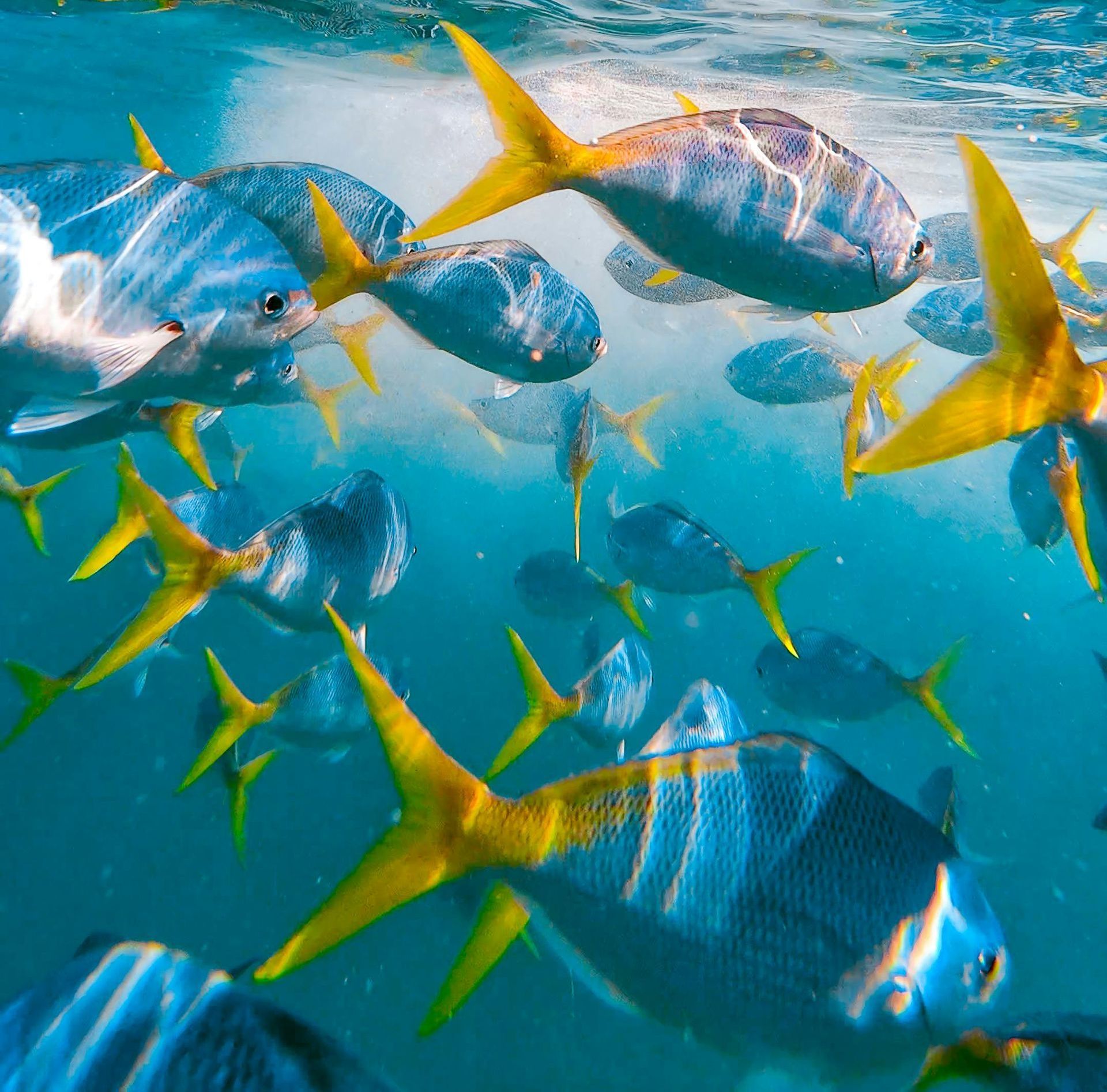 Read about The 10 Best Caribbean Islands: Why Bonaire Should Top Your List according to Grand Windso