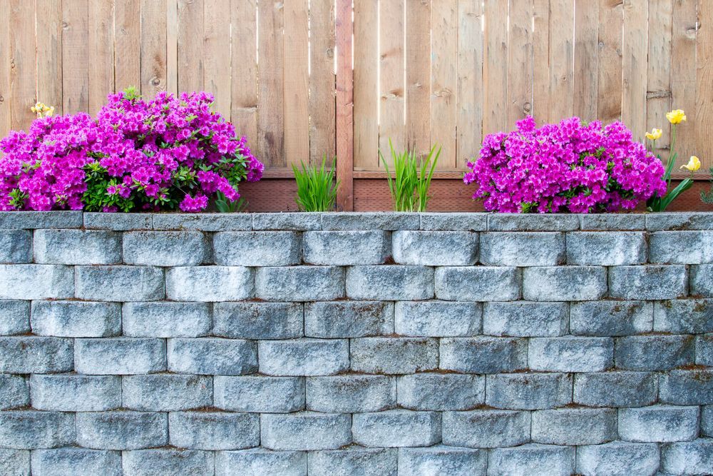 Purple Azalea Bushes Bloom Above a Gray Brick Retaining Wall — Northern Rivers Concrete Construction in Lismore, NSW