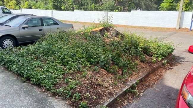 Green bushes and a small tree growing in a raised garden bed next to parked cars.