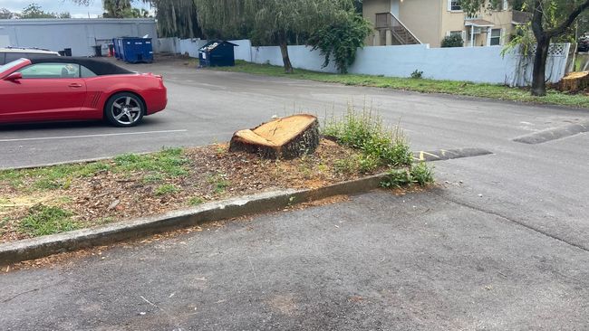 Red car passing a tree stump on a paved street with a curb.