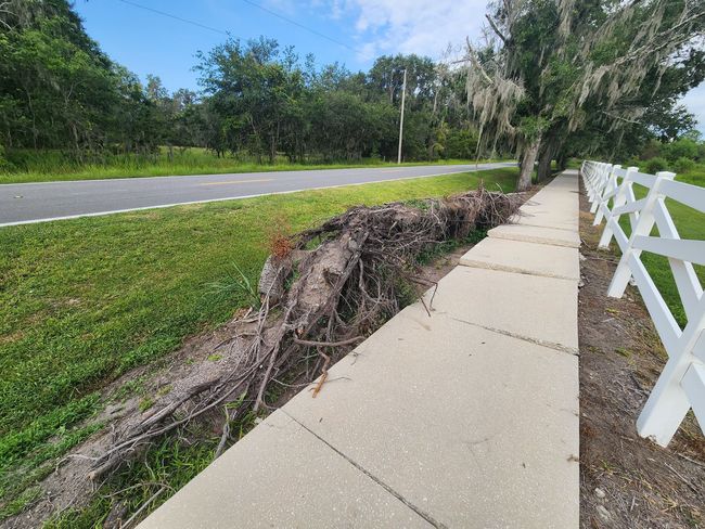 Sidewalk next to eroded bank and road, white fence, grass, trees, overcast sky.