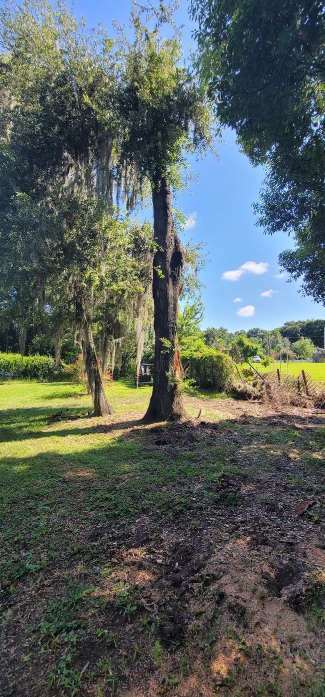 A tall tree with green leaves and Spanish moss stands in a field. The sky is blue with clouds.