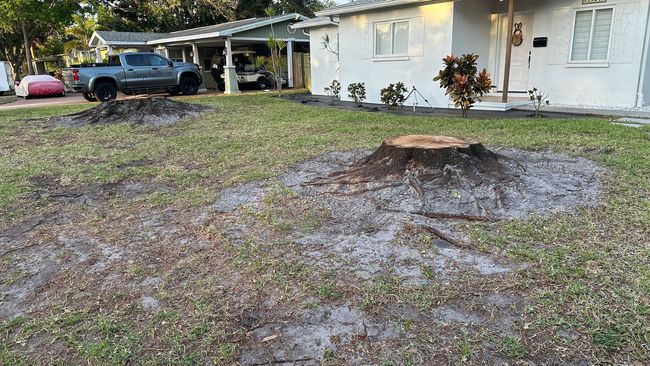 Two tree stumps in a grassy yard in front of a house; a truck is parked nearby.