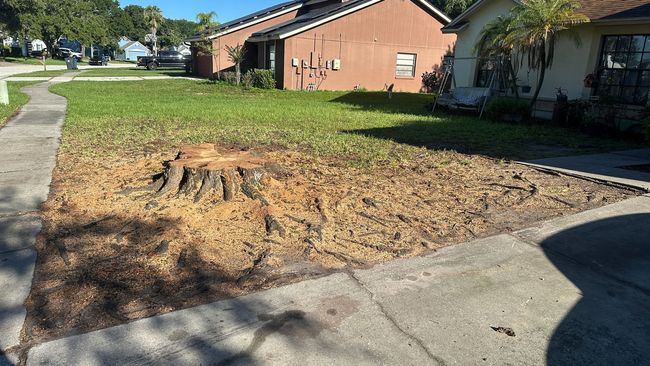 Lawn with a tree stump covered in mulch. A house is in the background with a sidewalk and sunny day.