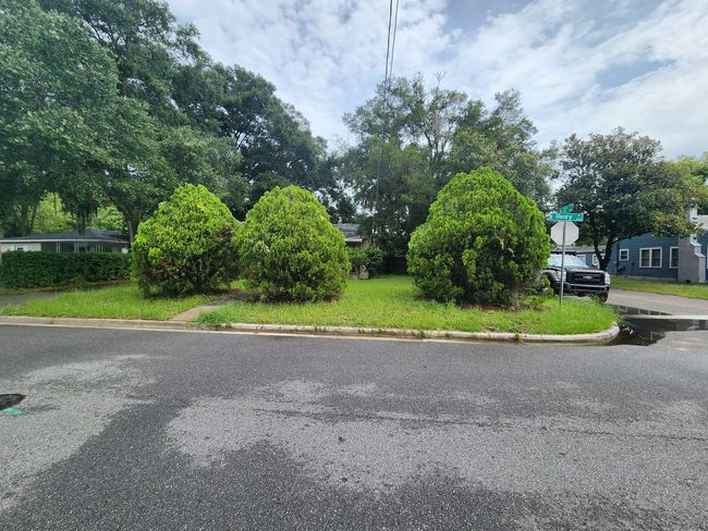 Street view of three green bushes in a yard, with houses and trees in the background.
