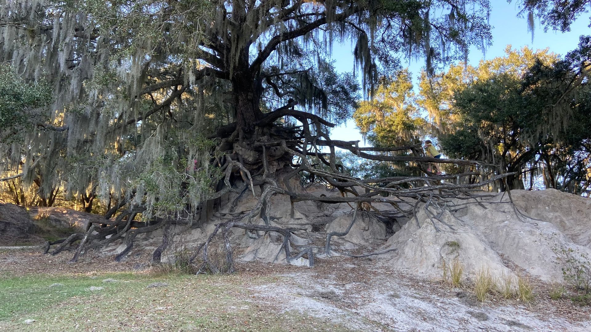 A pile of dirt and a tree with large roots.