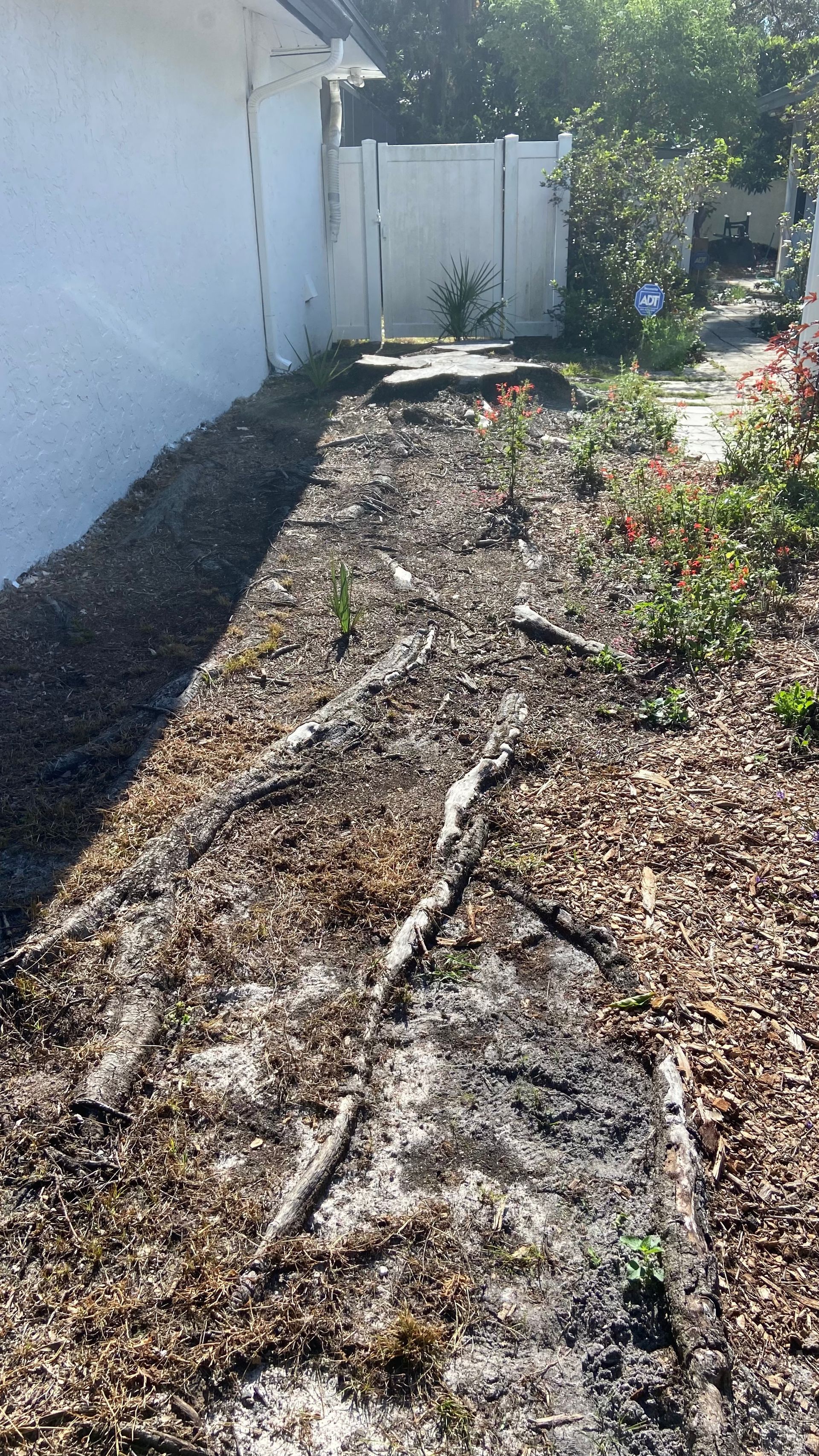 A dirt path leading to a house with a lots of roots coming from the ground.