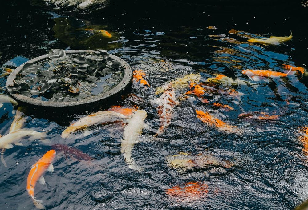 Koi fish swimming in a dark pond near a round stone feature, with orange, white, and gray fish visible