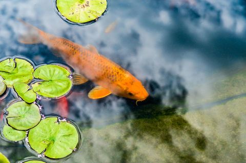 Orange koi swimming among green lily pads in a pond