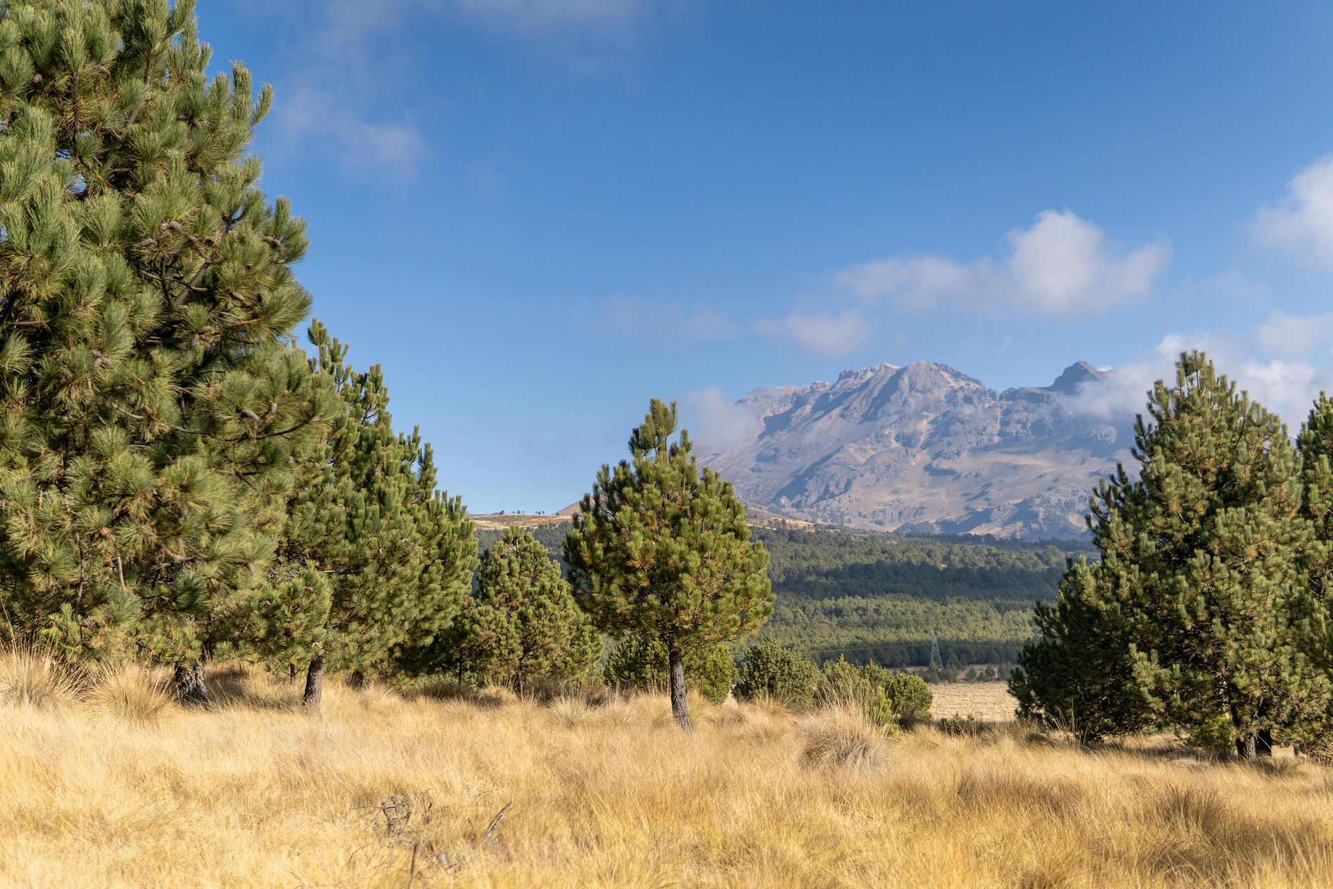 Campo seco cubierto de hierba con pinos y una montaña rocosa bajo un cielo azul claro.