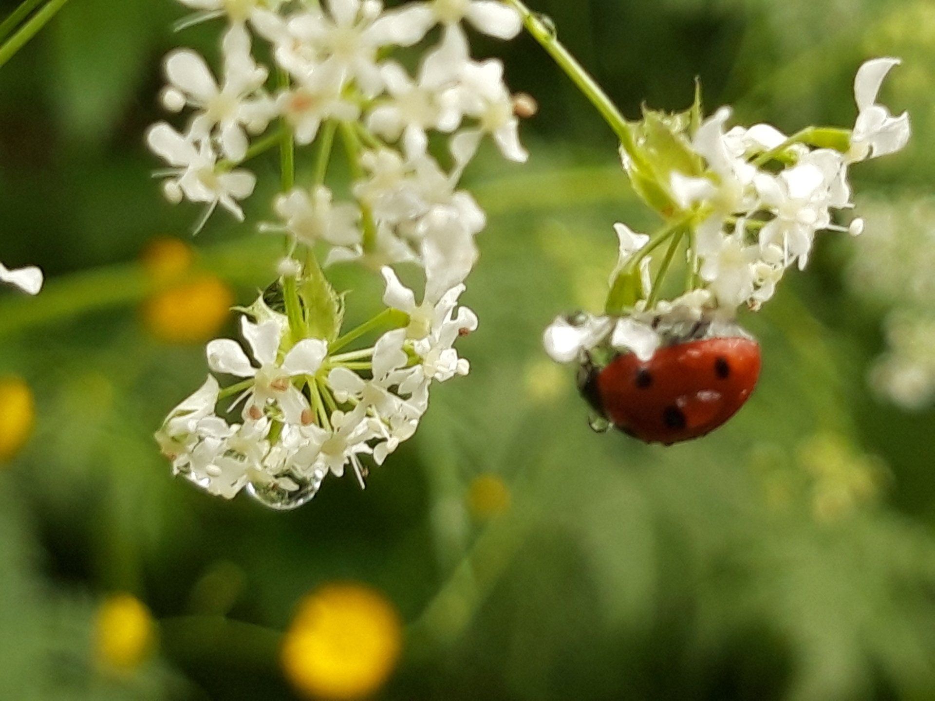 Lieveheersbeestje op witte wilde bloemen met waterdruppels; gele bloemen op de achtergrond.
