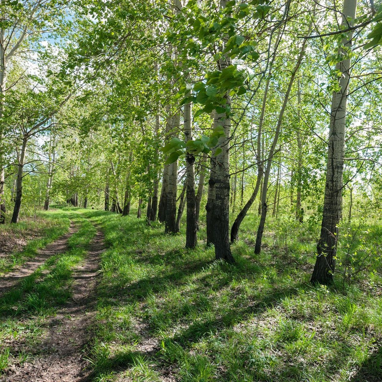 Een zandpad door een zonnig bos met hoge, slanke bomen met groene bladeren en weelderig gras.