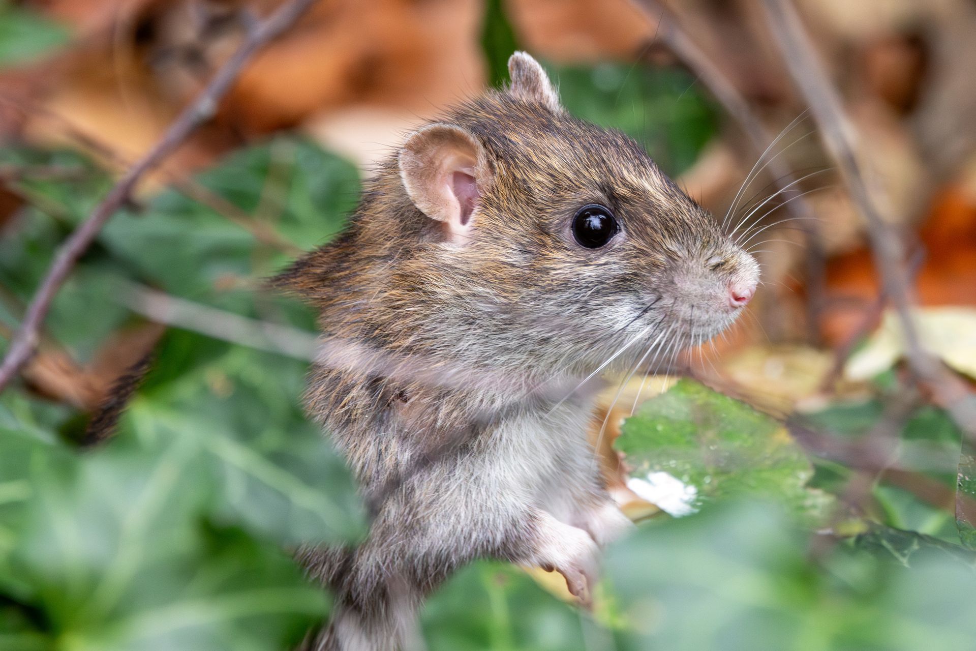 Brown mouse peeking through green leaves, with orange-brown foliage in the background Brown mouse peeking through green leaves, with orange-brown foliage in the background