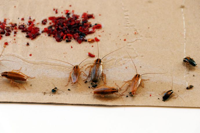 Cockroaches clustered on a beige surface beside a dark red stain Cockroaches clustered on a beige surface beside a dark red stain