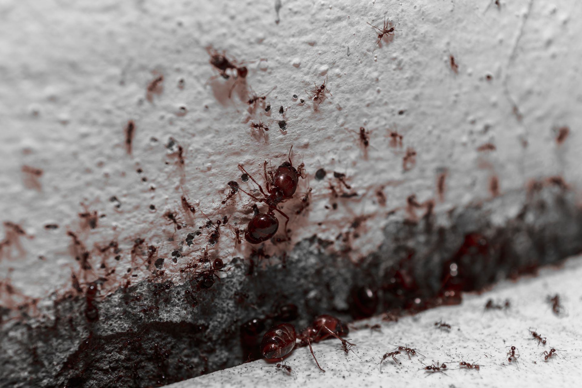 Several ants clustered on a white surface with dark red stains