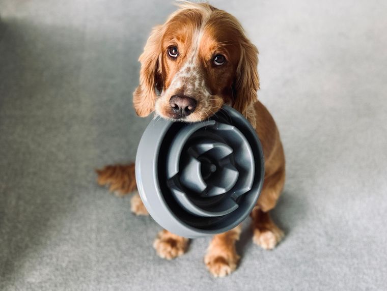 alimenti per cani benevento