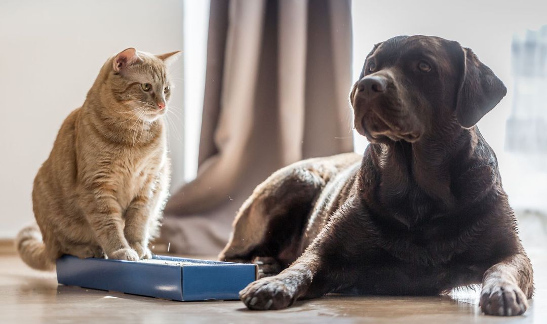 cane e gatto - pet shop a benevento