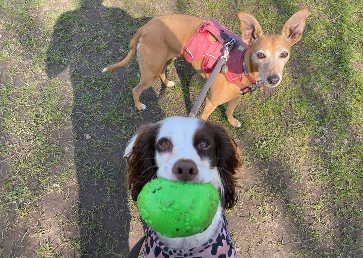 Springer spaniel dog with a ball in its mouth