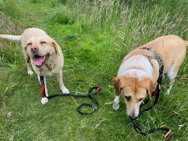 Two dogs on a walk together