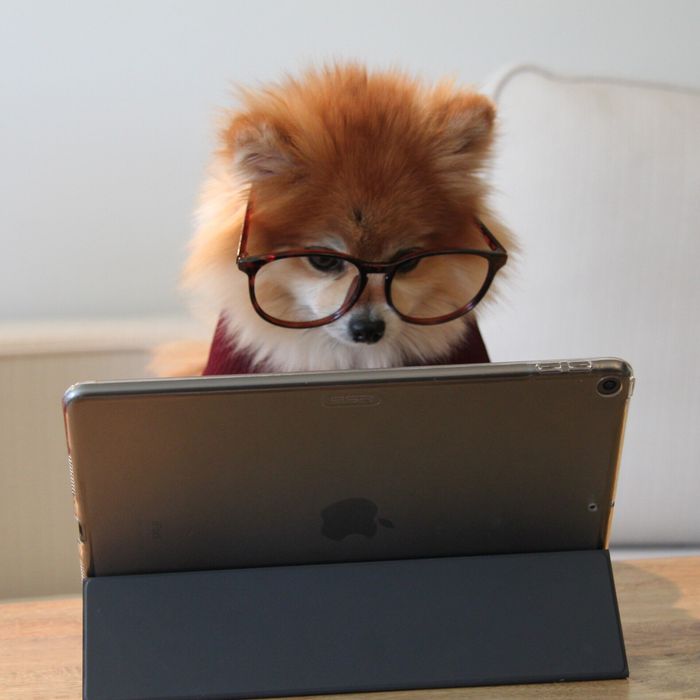 Cute pomerian dog using a tablet computer