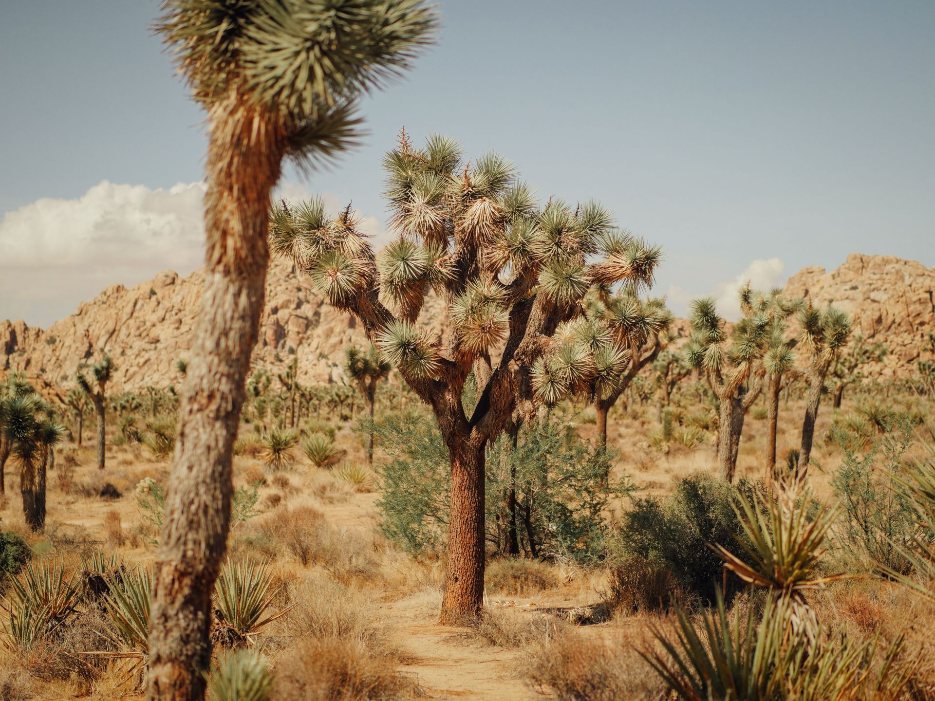 Joshua Tree National Park, CA