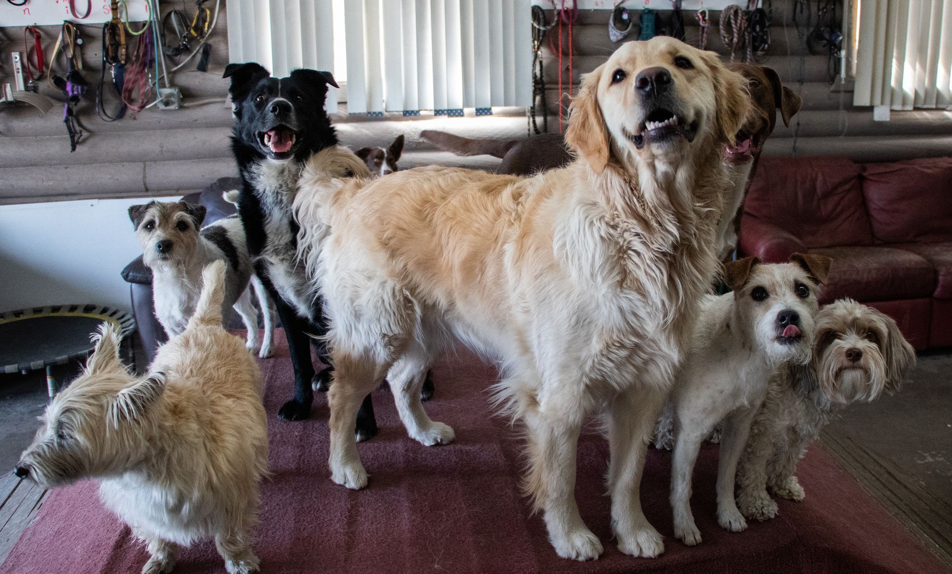 A group of dogs standing next to each other in a living room