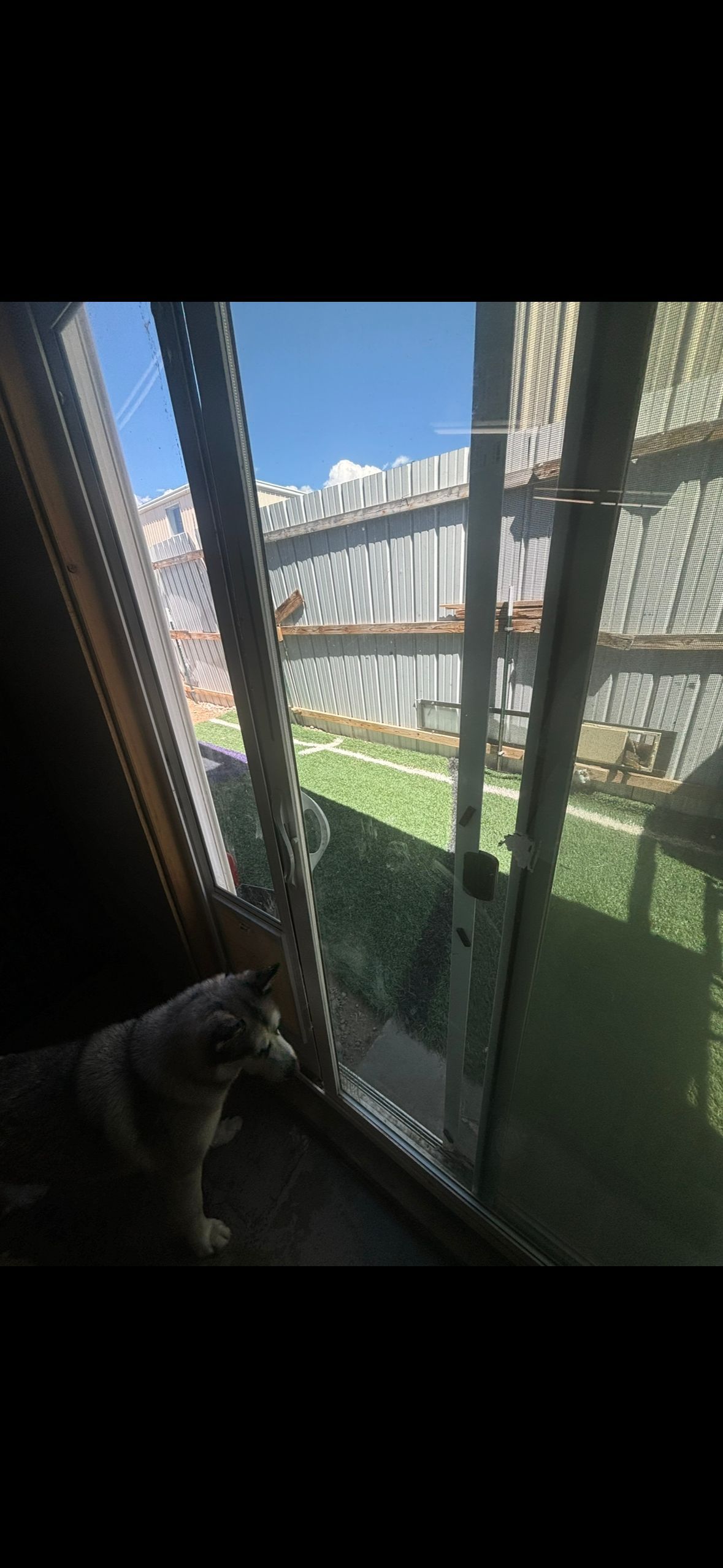 Dog looks out a screen door toward a sunny backyard with a fence and blue sky.
