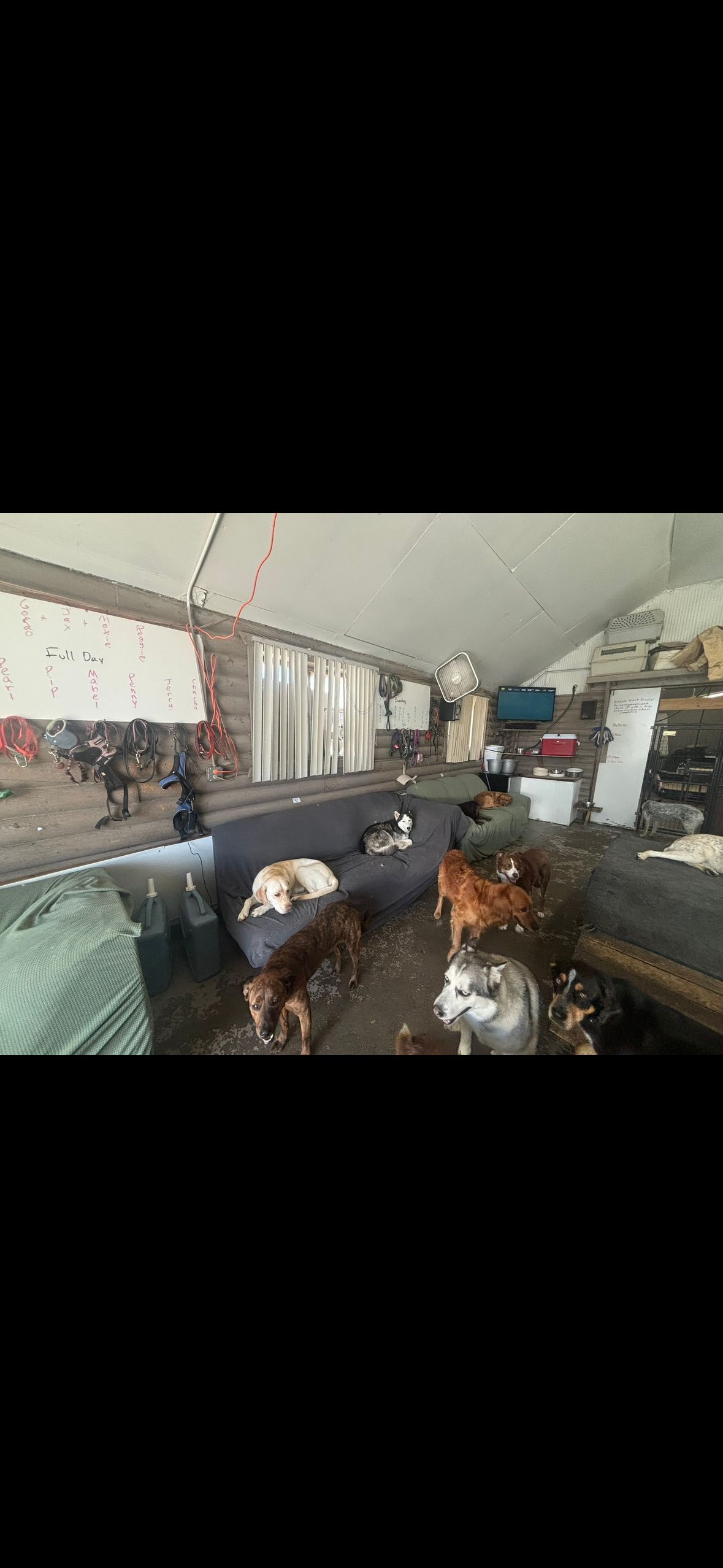 Several dogs in a room, some on a couch. The setting appears to be an indoor garage.