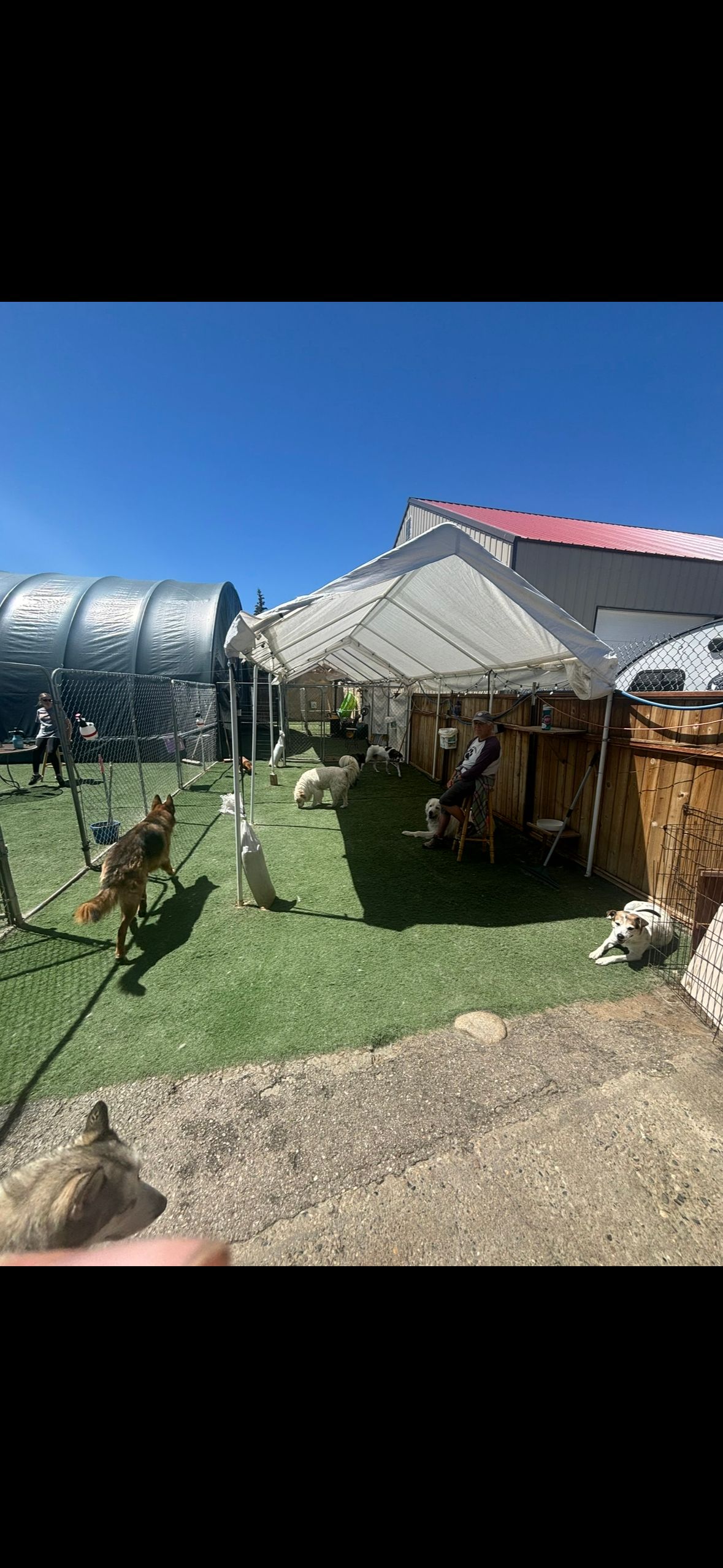 Dogs on green grass in an outdoor enclosure with a tent-like structure and a blue sky.