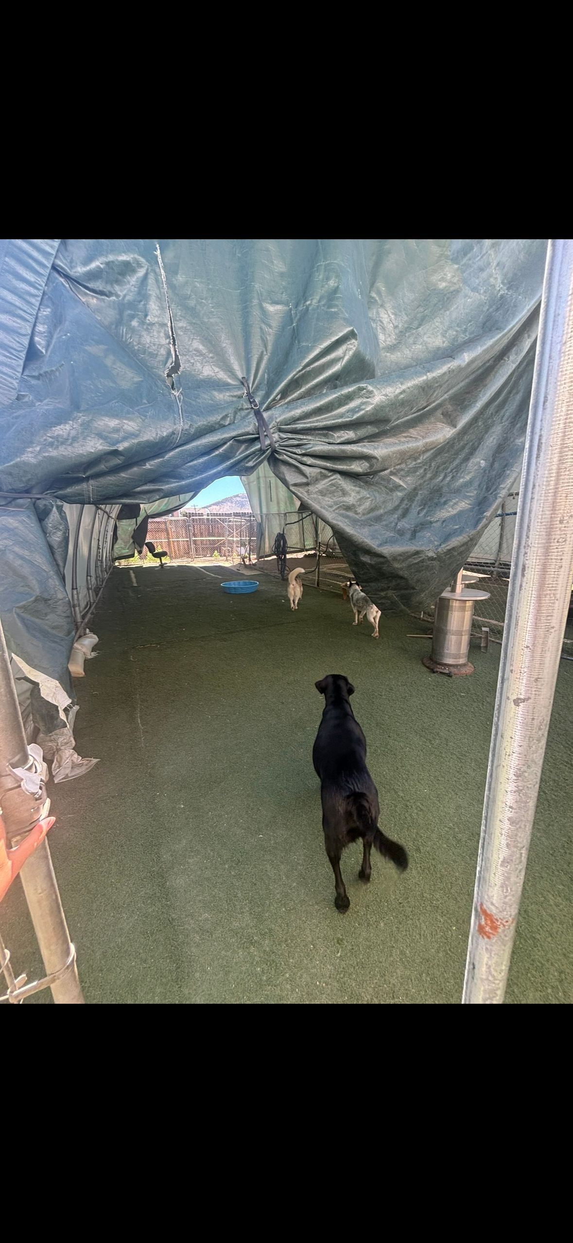A black dog walks on green grass under a makeshift shelter.