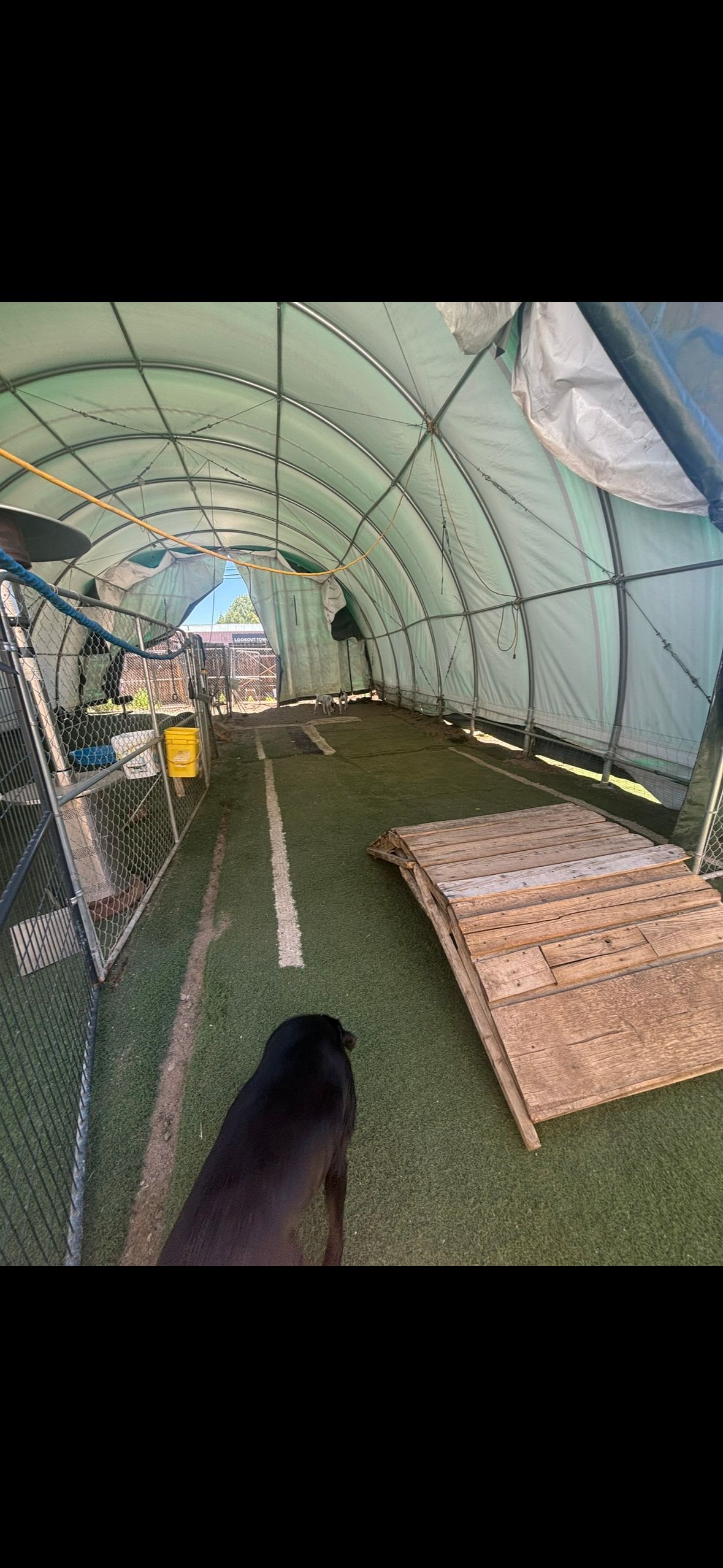 A dog walks in a large, arched, green-roofed structure with a wooden pallet on the right.