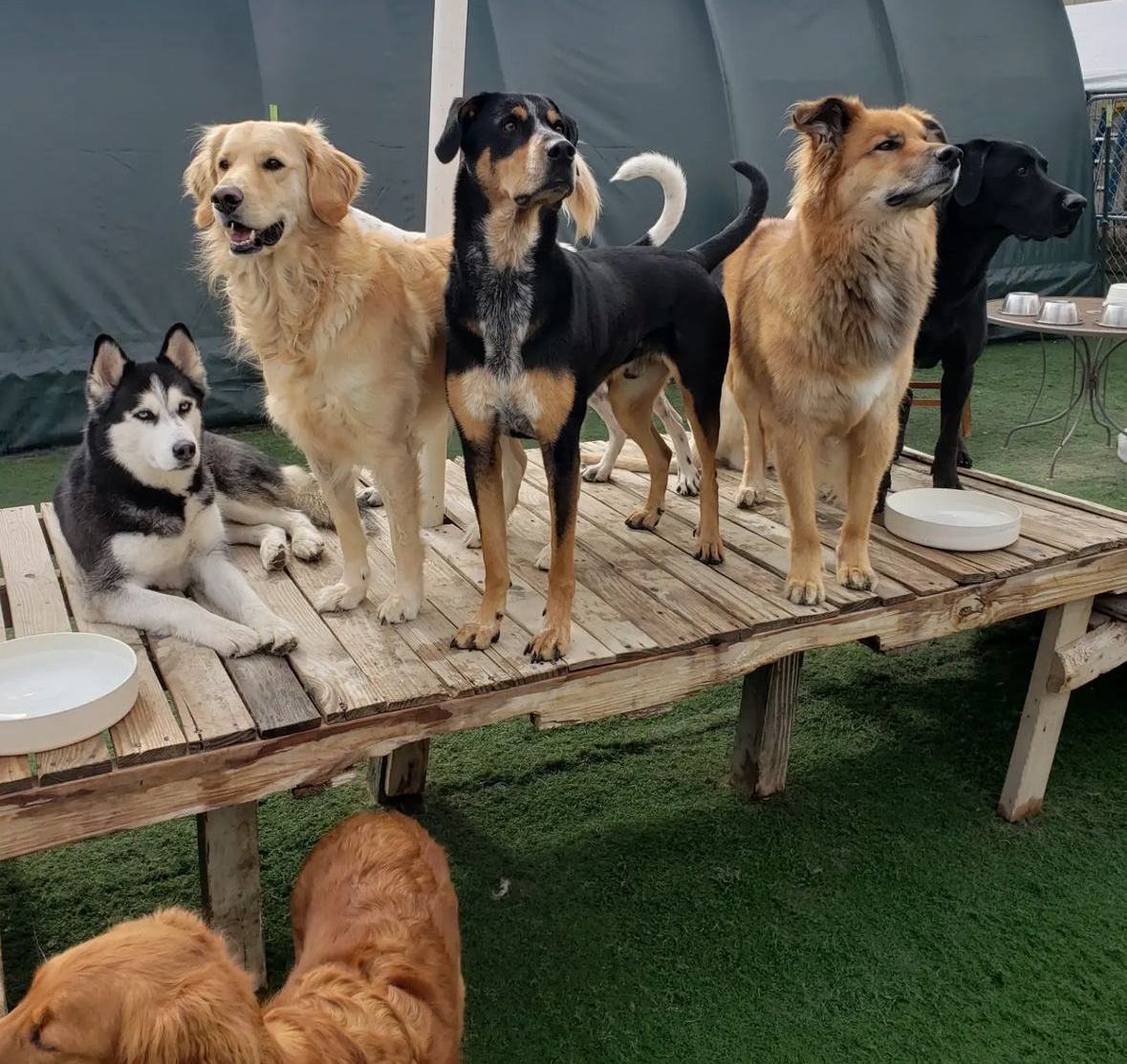 A group of dogs are standing on a wooden bench