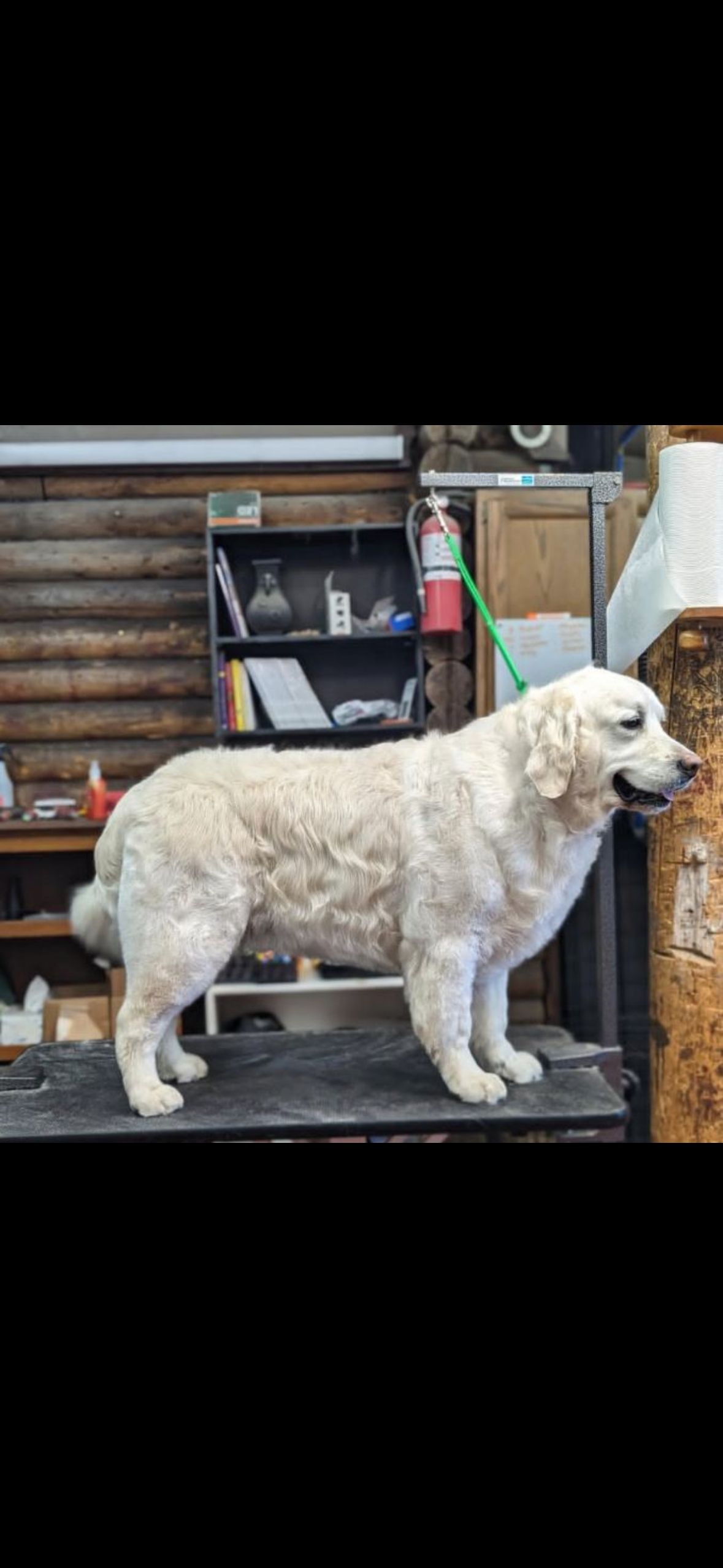 A white dog standing on a table at a grooming facility.
