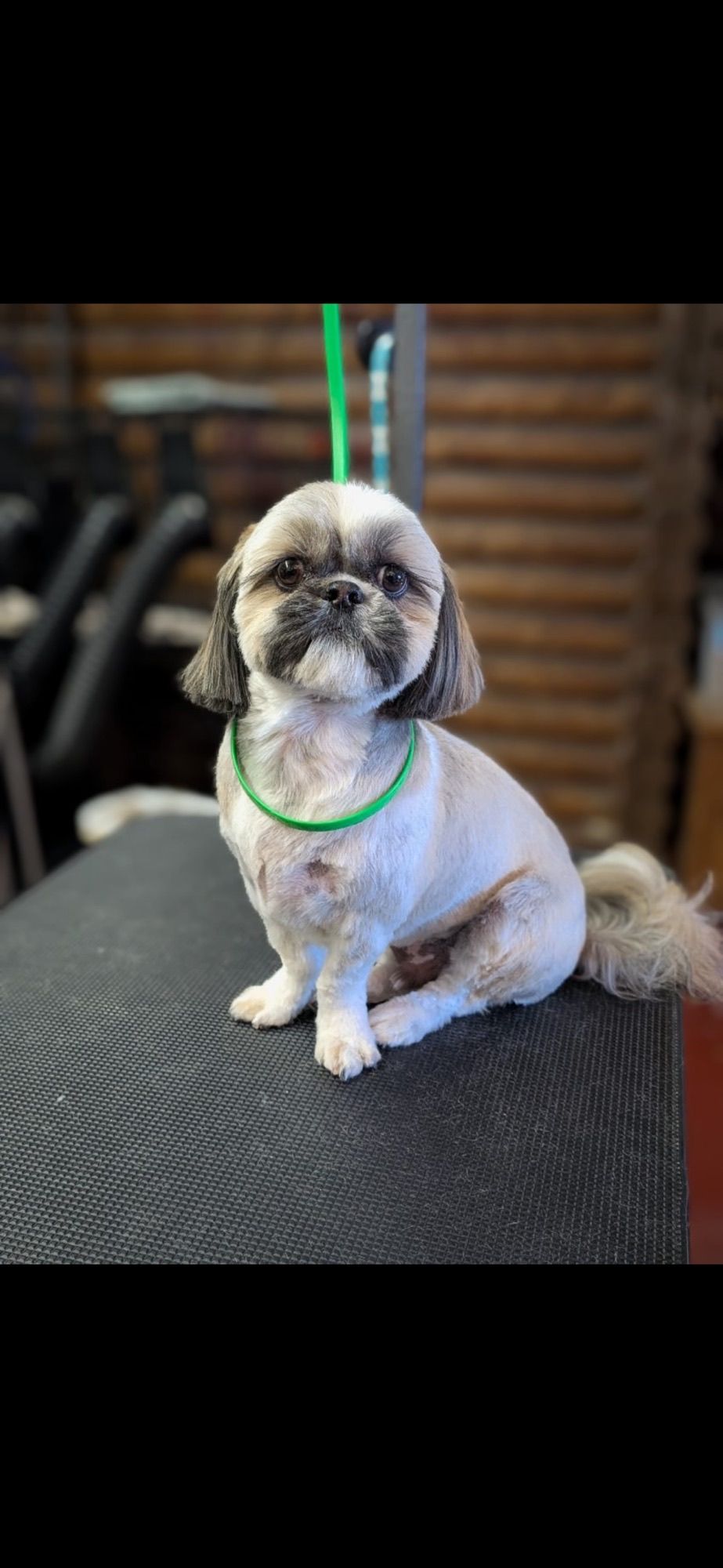 Shih Tzu dog with green collar sits on a textured surface, with a brick background.