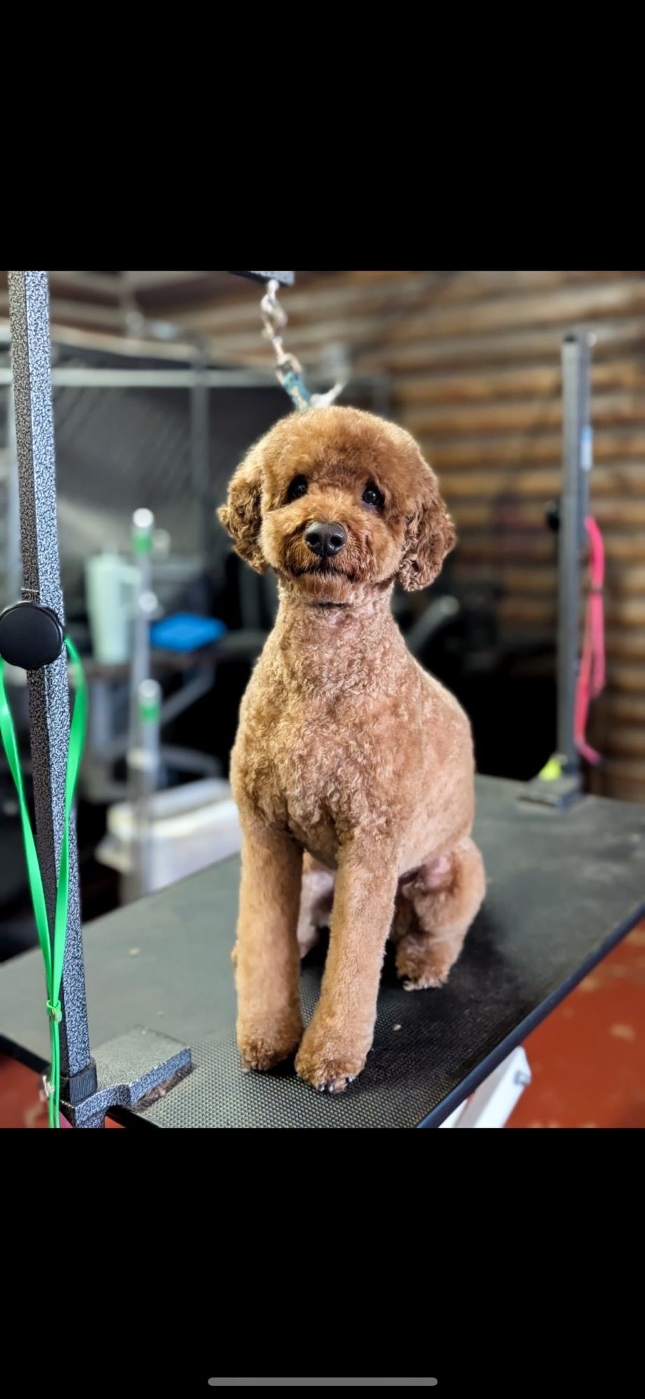 Brown poodle sits on a grooming table, looking at the camera.