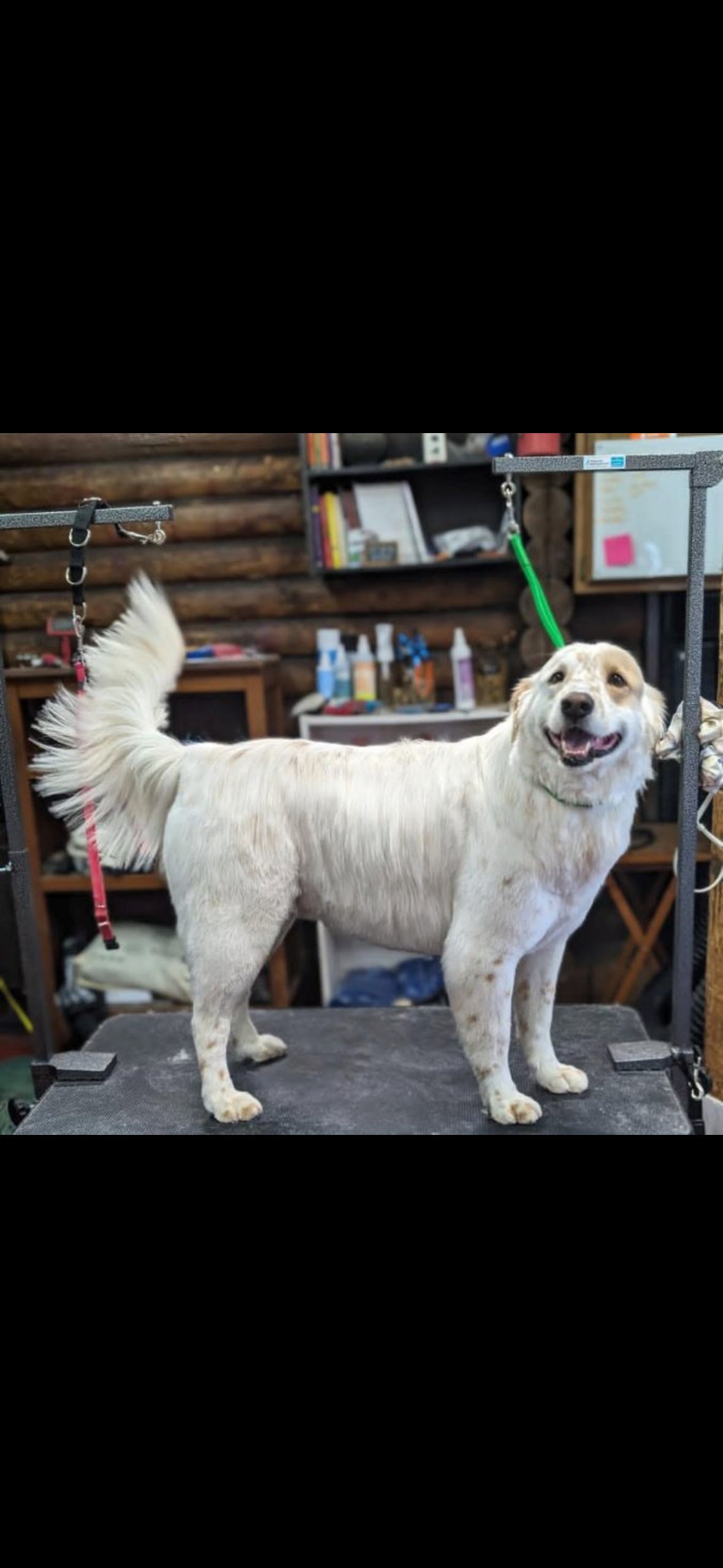 White dog with tan markings smiling on a grooming table.  The setting is a grooming shop with wooden walls.