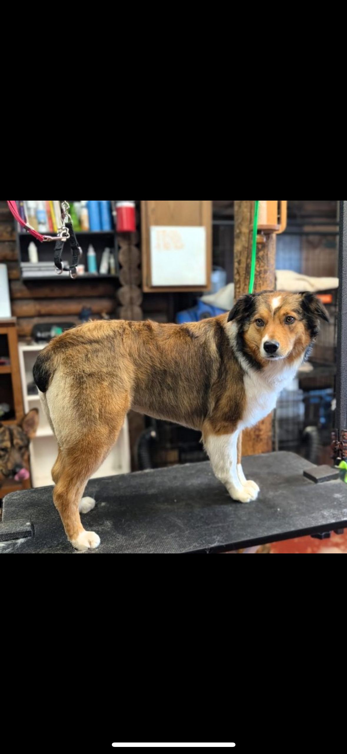 Dog with brown, white, and black fur standing on a black table. Indoor setting.