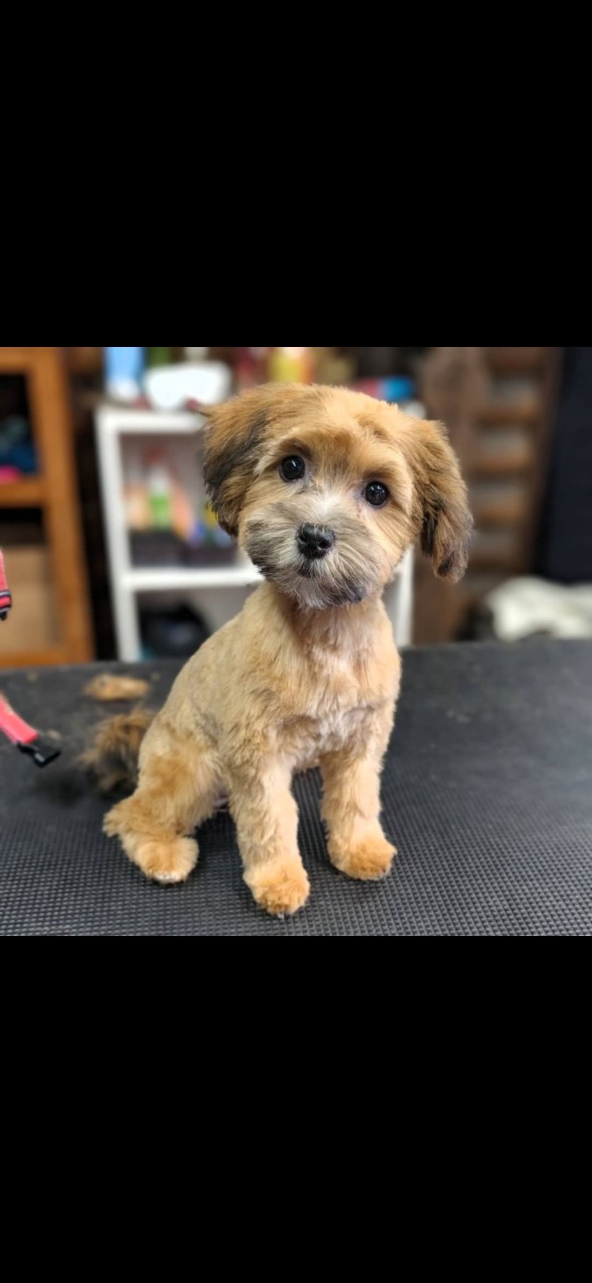 A small tan and brown dog with a recent haircut sits on a grooming table and looks at the camera.