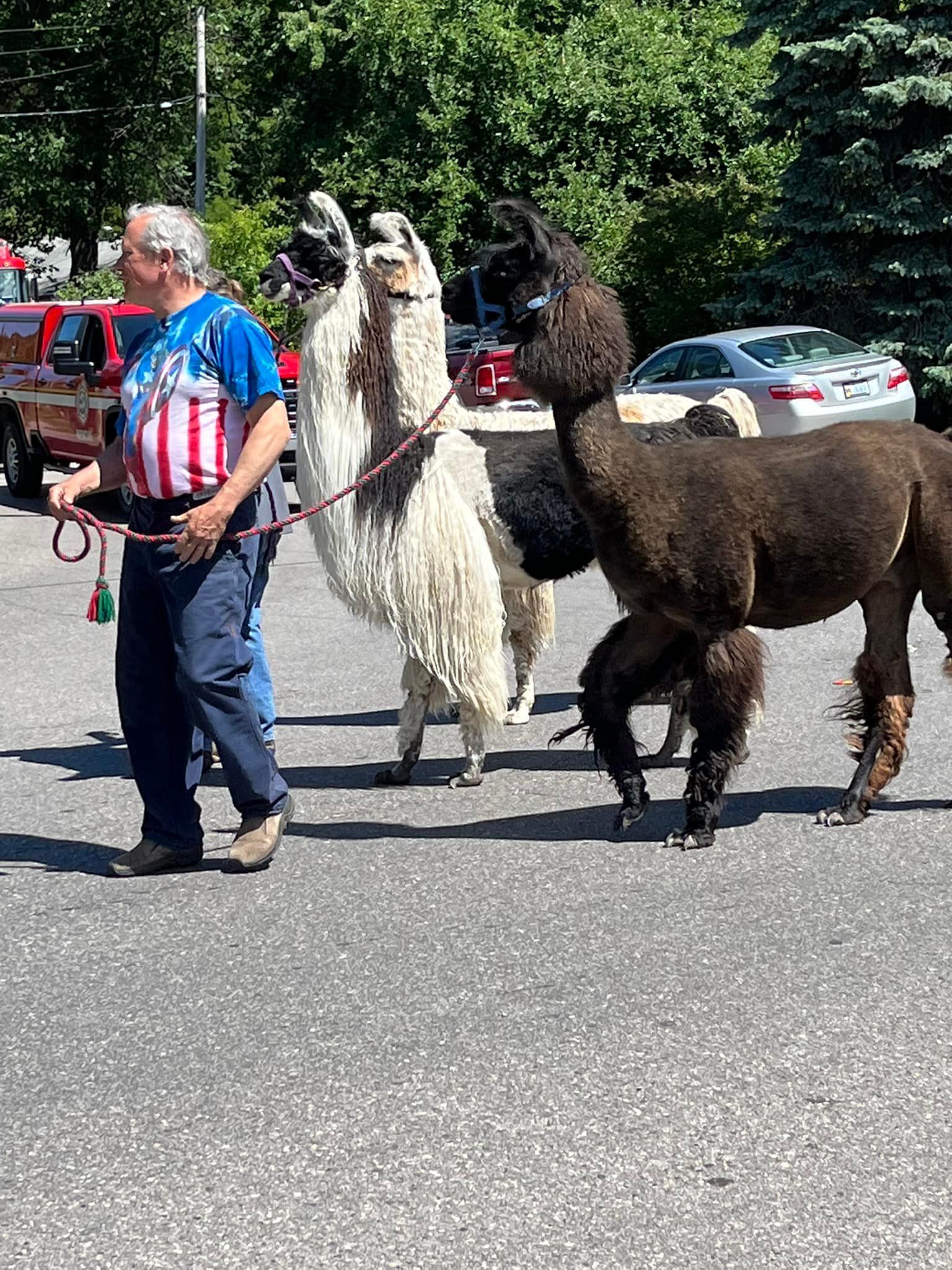 A man is walking two llamas down a street.