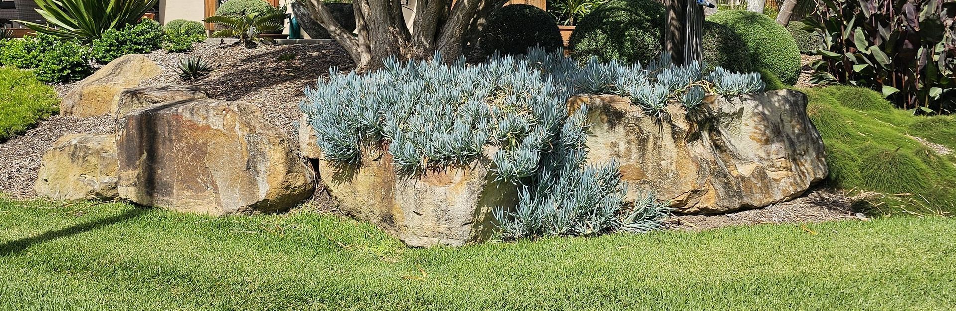 A rock garden with a light blue plant, a tree, and green grass.