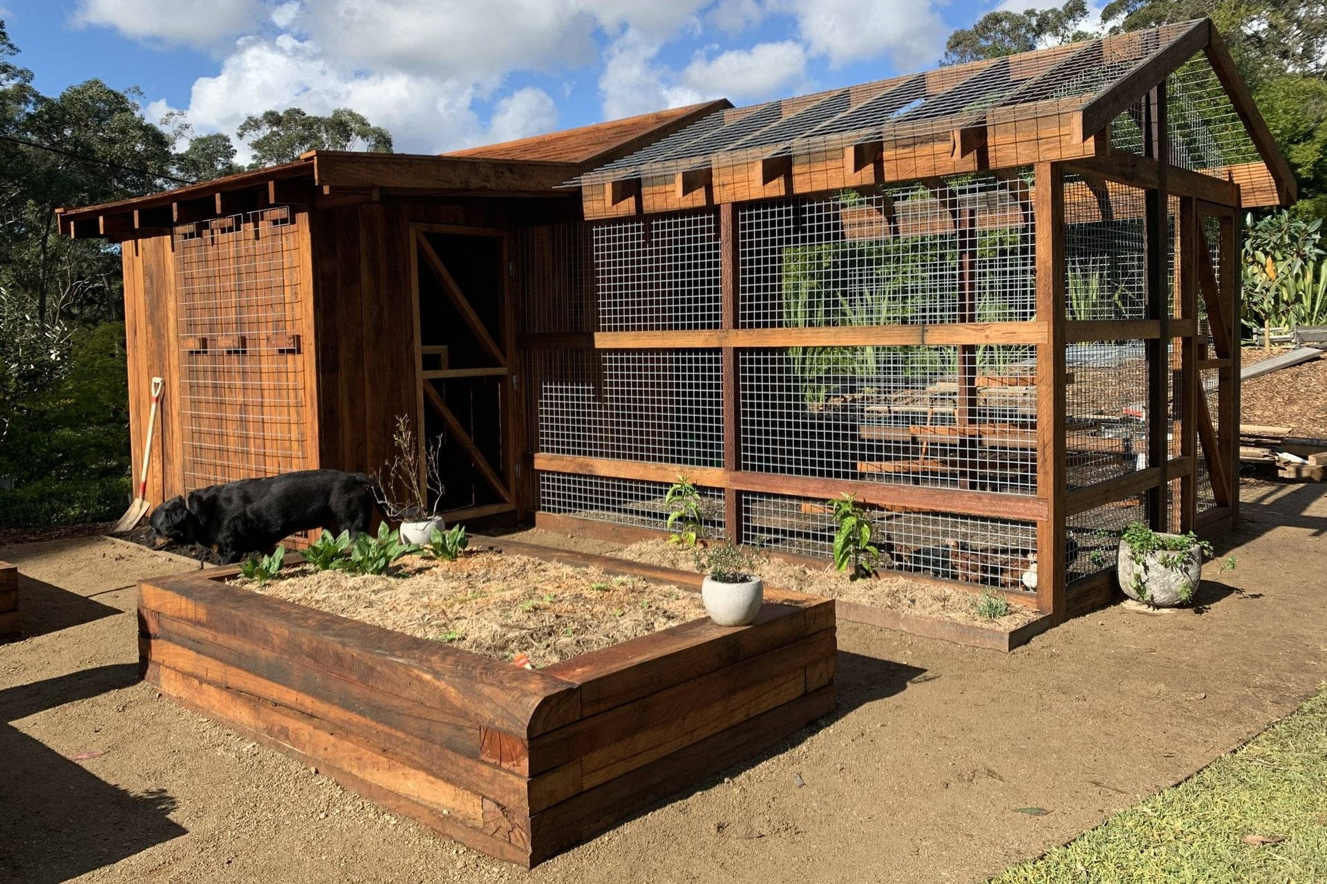 Wooden garden shed with raised garden bed and black dog.