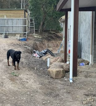 Black dog stands in a dirt yard near construction. Building with white pipe, rocks and fence in the background. Black dog stands in a dirt yard near construction. Building with white pipe, rocks and fence in the background.
