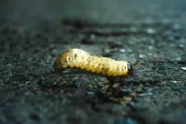 Close-up of a pale yellow caterpillar on dark, wet ground
